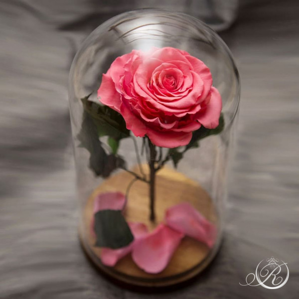 Розовая роза в колбе ⌀10 Maxi