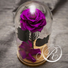 Роза ⌀10 в колбе фиолетовая 